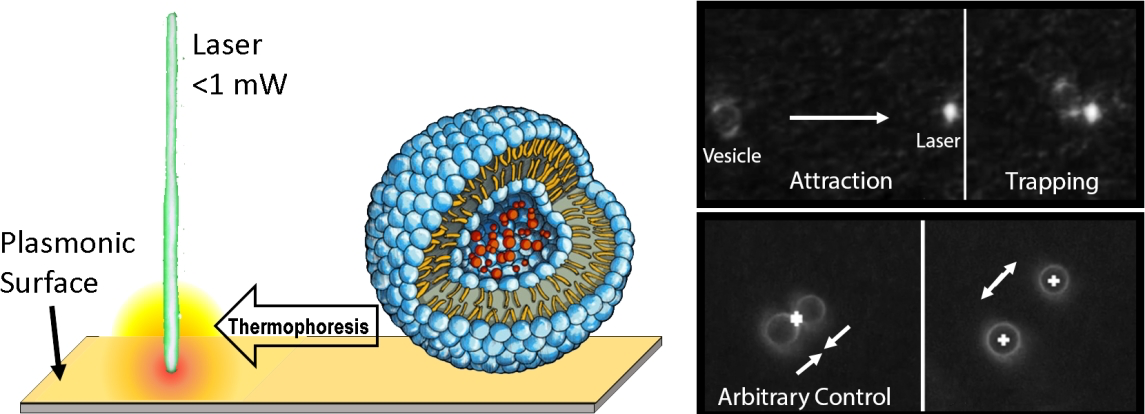 Opto-Thermophoretic Attraction, Trapping and Dynamic Manipulation of Lipid Vesicles — figure 1 of 1