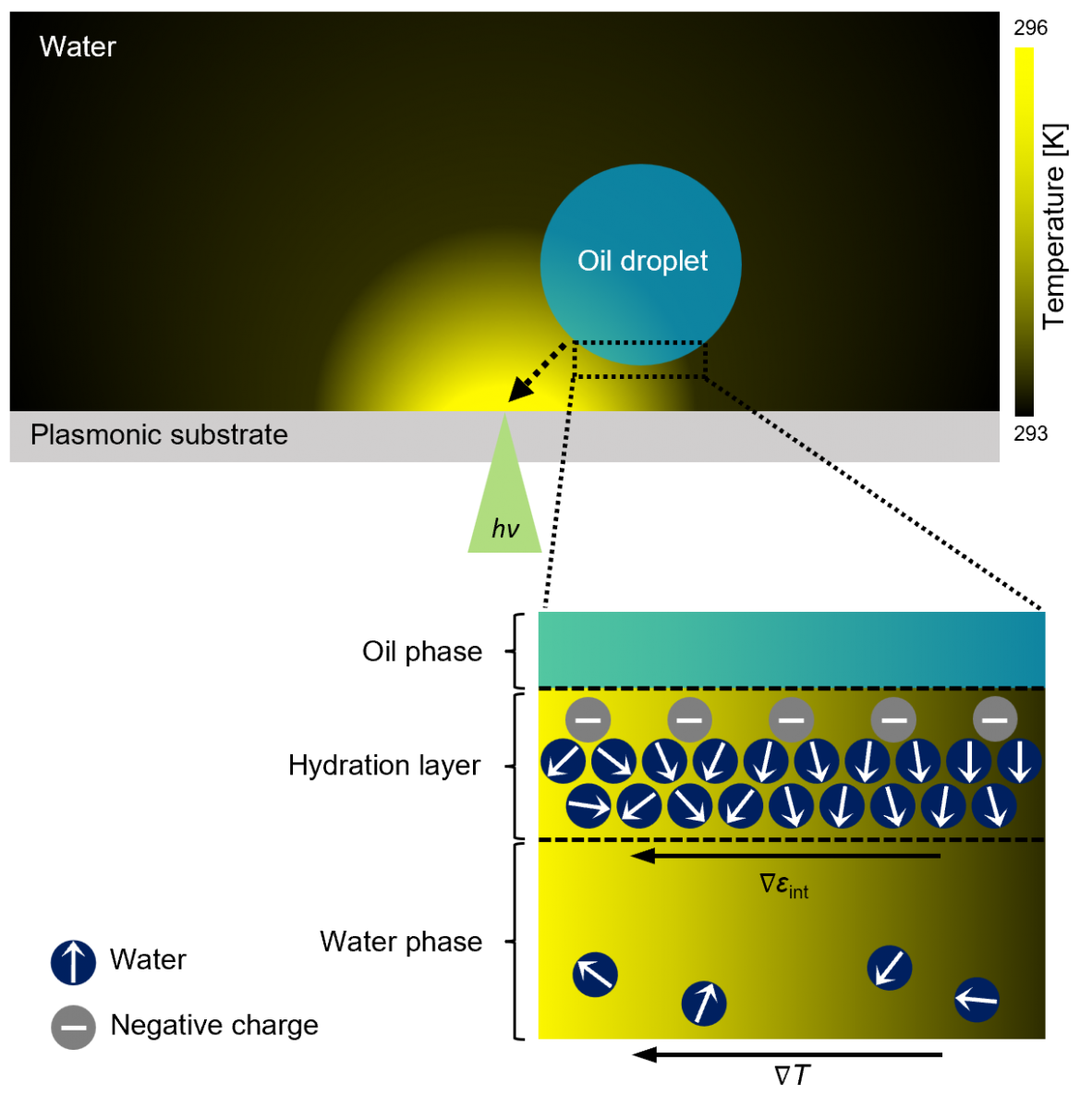 Investigating Water/Oil Interfaces with Opto-Thermophoresis — figure 1 of 1