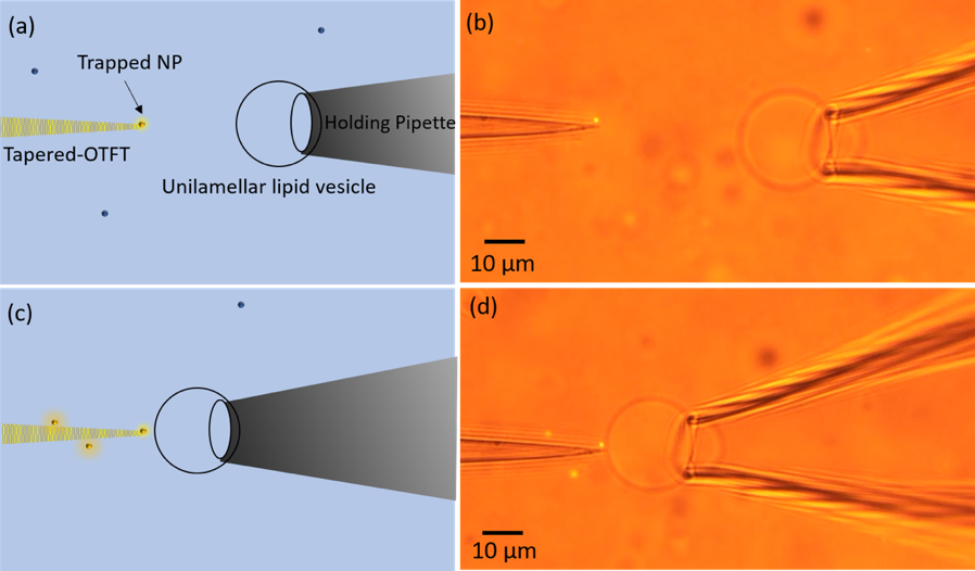 Opto-Thermophoretic Fiber Tweezers — figure 1 of 1