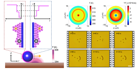 Interfacial-Entropy-Driven Thermophoretic Tweezers — figure 1 of 2