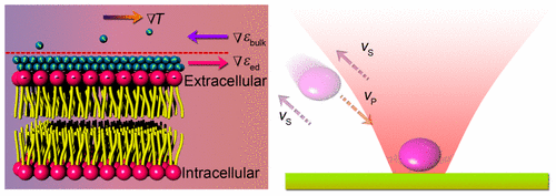 Thermophoretic Tweezers for Low-Power and Versatile Manipulation of Biological Cells — figure 1 of 1