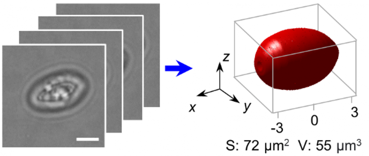 High-Resolution Volumetric Imaging and Classification of Organisms with Standard Optical Microscopy — figure 1 of 1