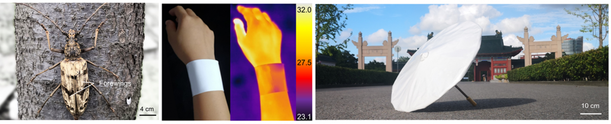 Biologically Inspired Flexible Photonic Films for Efficient Passive Radiative Cooling — figure 1 of 1